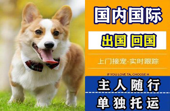 达州市宠物托运公司达州市宠物托运公司达州市宠物托运公司
